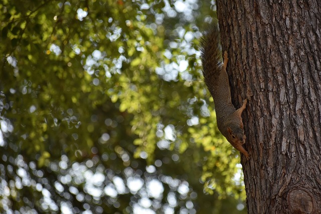 段奥运之旅 段奥运之旅